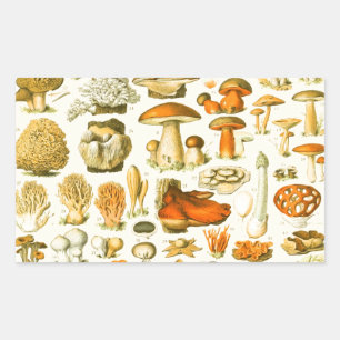 Verktyget Vintage Toadstool Antique Illustration Rektangulärt Klistermärke