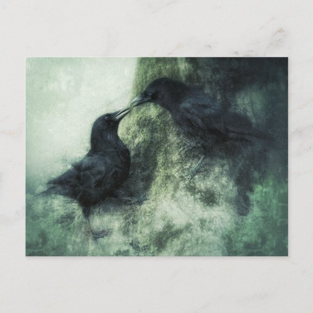 Verliebte Krähen Raben Vögel  Vykort (Framsida)