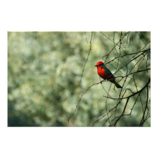 Vermilion Flycatcher Fototryck