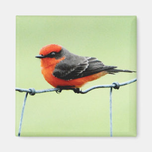 Vermilion Flycatcher - magnet