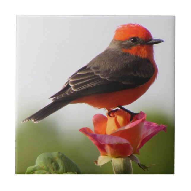 Vermilion Flycatcher på Ro Kakelplatta (Framsidan)