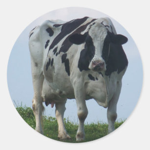 Vermont Dairy Cow Runt Klistermärke