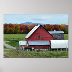 Vermont Dairy Cows at Red Barn Poster