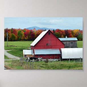 Vermont Dairy Cows vid Barn Poster