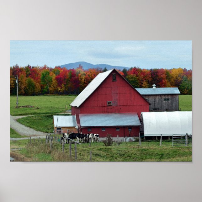 Vermont Dairy Cows vid Barn Poster (Framsidan)