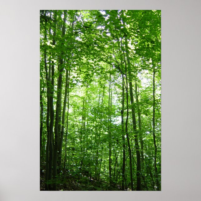VERMONT FOREST POSTER (Framsidan)