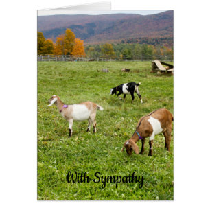 Vermont Goats Sympathy Card Hälsningskort