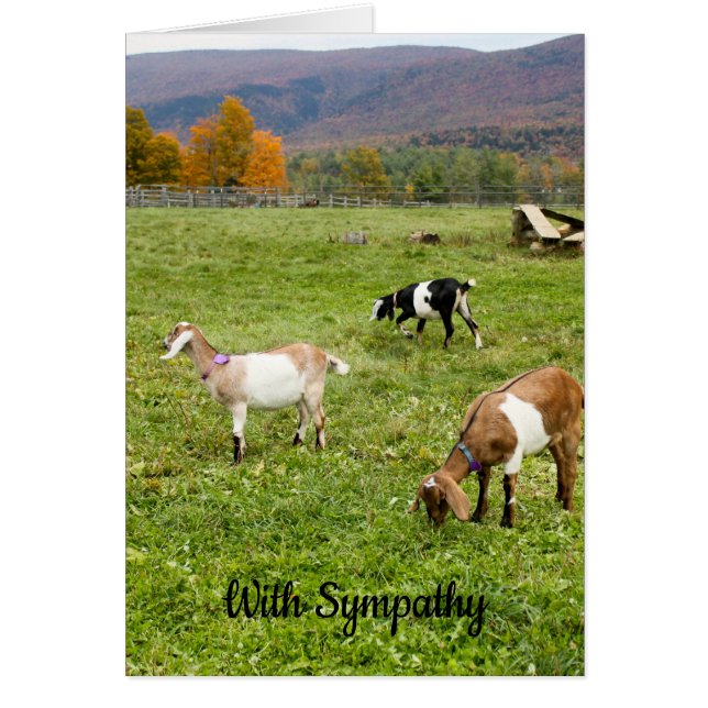 Vermont Goats Sympathy Card Hälsningskort (Framsidan)