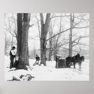 Vermont lönnsockerläger, 1906. Gammalt foto Poster