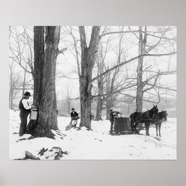 Vermont lönnsockerläger, 1906. Gammalt foto Poster (Framsidan)