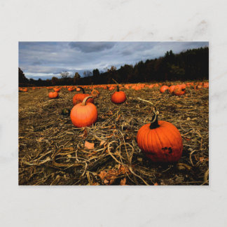 Vermont Pumpkin Patch Vykort