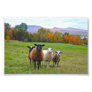 Vermont Sheep på hösten Fototryck