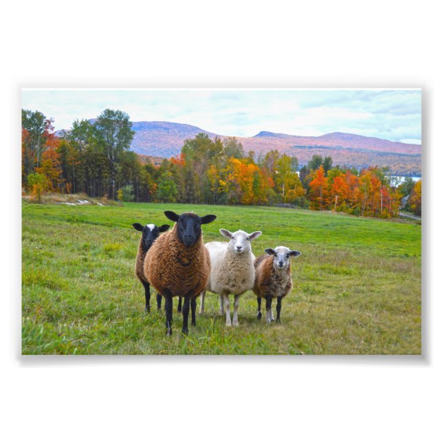 Vermont Sheep på hösten Fototryck (Framsidan)