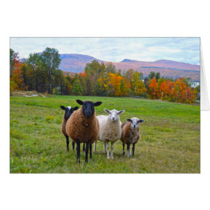 Vermont Sheep på hösten Hälsningskort