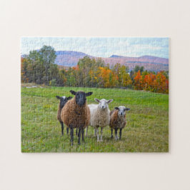 Vermont Sheep på hösten Pussel
