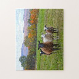 Vermont Sheep på hösten Pussel