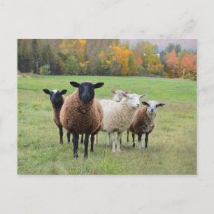 Vermont Sheep på hösten Vykort