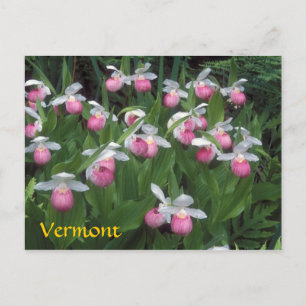 Vermont Showy Dam Slipper Colony Vykort