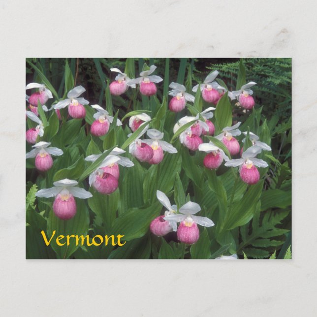 Vermont Showy Dam Slipper Colony Vykort (Framsida)