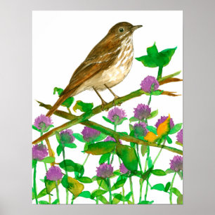Vermont State Bird Hermit Thrusch Klöver Poster
