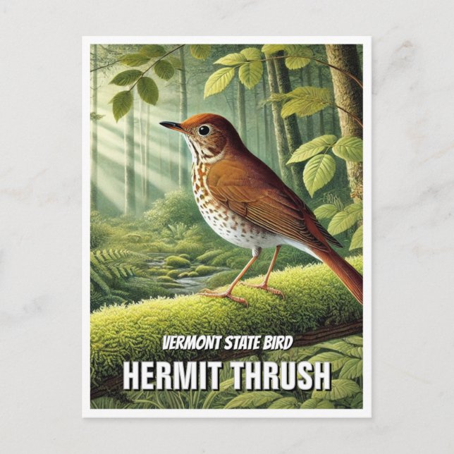 Vermont State Bird Hermit Thrusch Vykort (Framsida)
