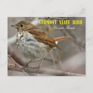 Vermont State Bird: Hermit Thush Vykort