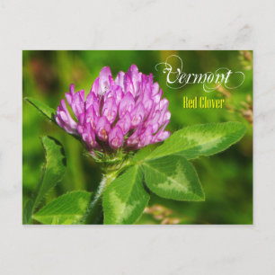 Vermont State Flower: Red Klöver Vykort