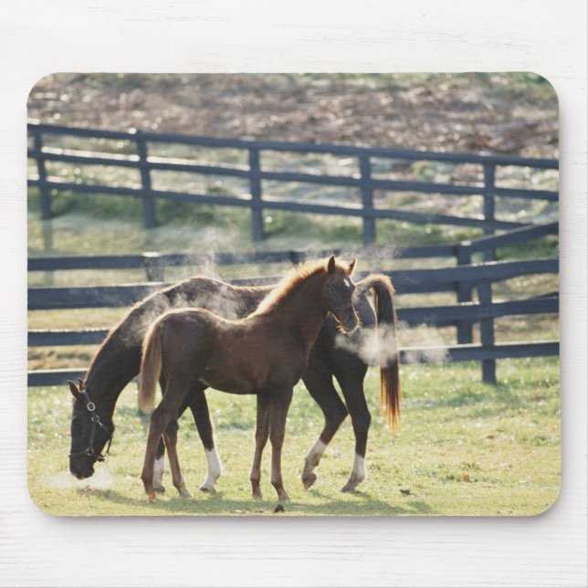 Vermont, USA Musmatta (Framsidan)