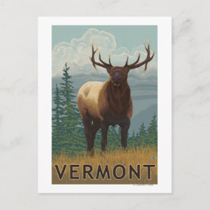 VermontElk Scene Vykort