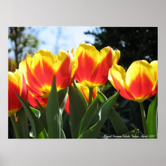 Vernon Gods Tulips Poster