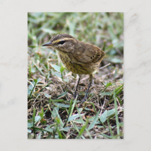 Vero Bird Photo Postcard Vykort