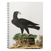 Verreaux's Black Eagle | Vild Illustration av fågl