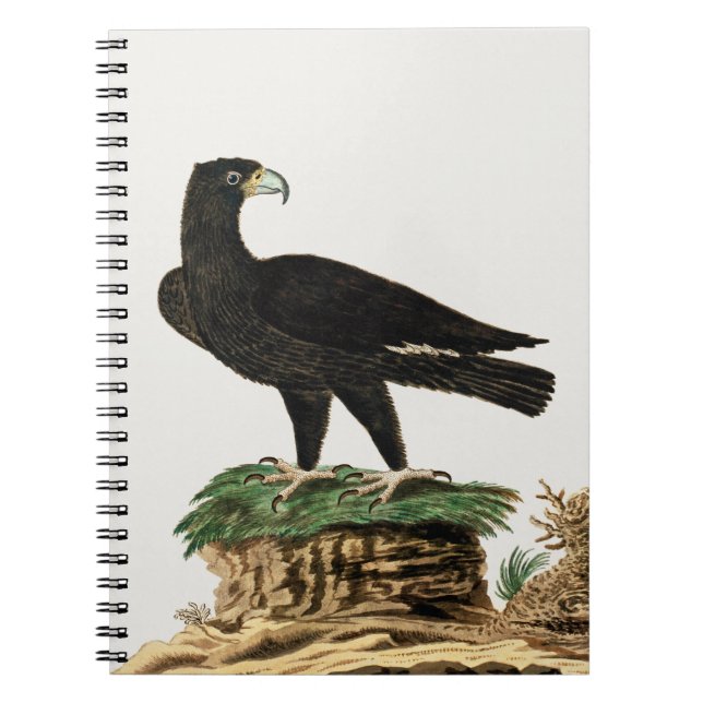 Verreaux's Black Eagle | Vild Illustration av fågl Anteckningsbok (Framsidan)