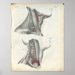 Vertebral Arteries Nacke Anatomy Skriv ut Poster