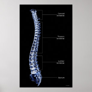Vertebral kolonn 3 poster
