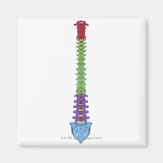 Vertebral kolumn 2 magnet (Framsidan)