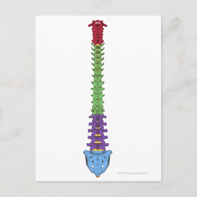 Vertebral kolumn 2 vykort (Framsida)