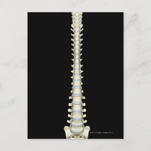 Vertebral kolumn 2 vykort