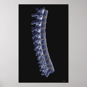 Vertebral kolumn 3 poster