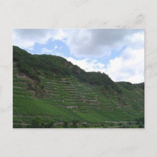 Verticle vineyards vykort