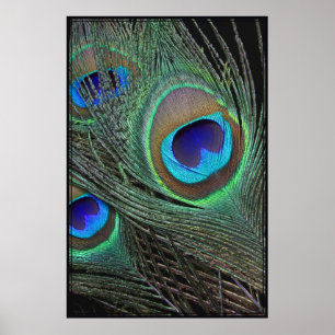 Vertikal affisch -40x60 för påfågelfjädrar