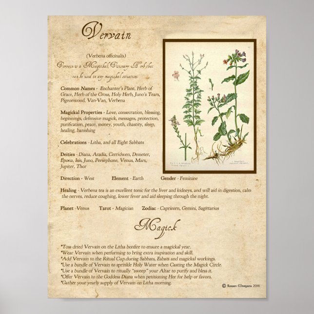 VERVAIN MAGICK HERB POSTER (Framsidan)