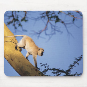 Vervet apa på trädgren, Serengeti Musmatta