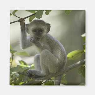 Vervet apa, Zimbabwe Magnet