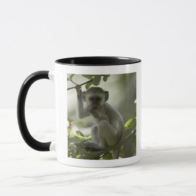 Vervet apa, Zimbabwe Mugg (Vänster)