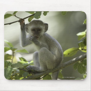 Vervet apa, Zimbabwe Musmatta