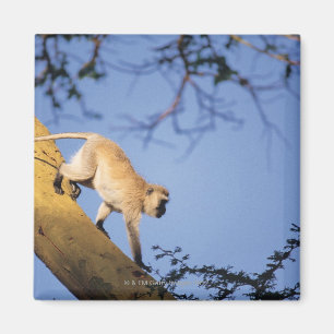 Vervet-apan vid träd gren, Serengeti Magnet