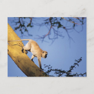 Vervet-apan vid träd gren, Serengeti Vykort