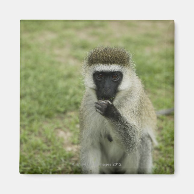 Vervet apor, Afrika Magnet (Framsidan)