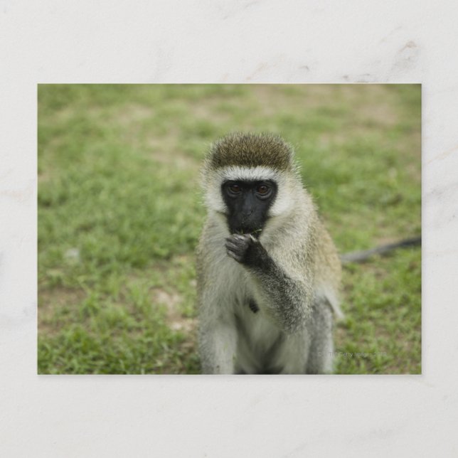 Vervet apor, Afrika Vykort (Framsida)